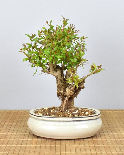 Bonsai melograno punica - bonsai,