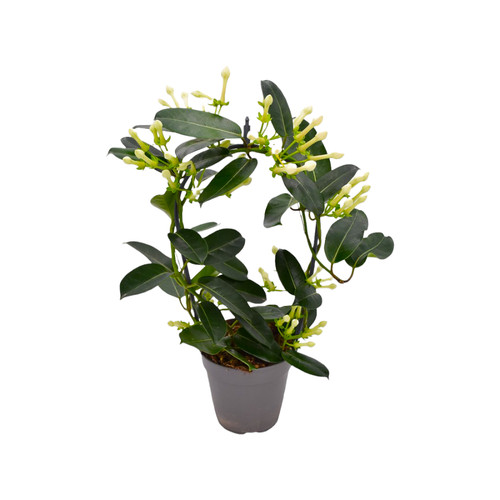 Pianta stephanotis arco - di,