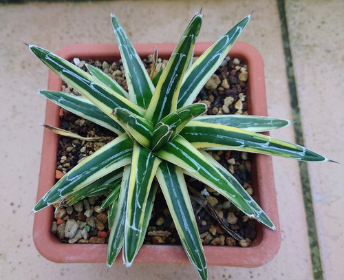Agave victoriae reginae - reginae, "white