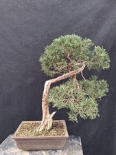 Bonsai juniperus sabina - bonsai,