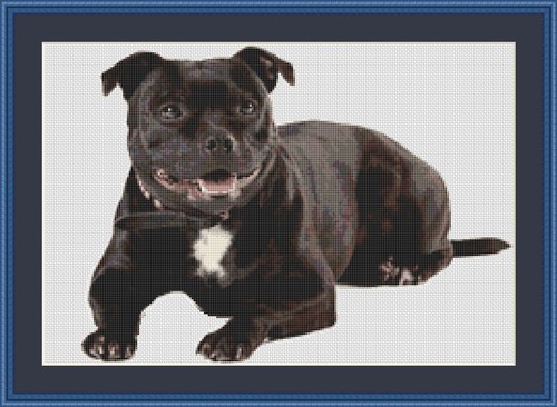 Staffordshire bull terrier - bull,