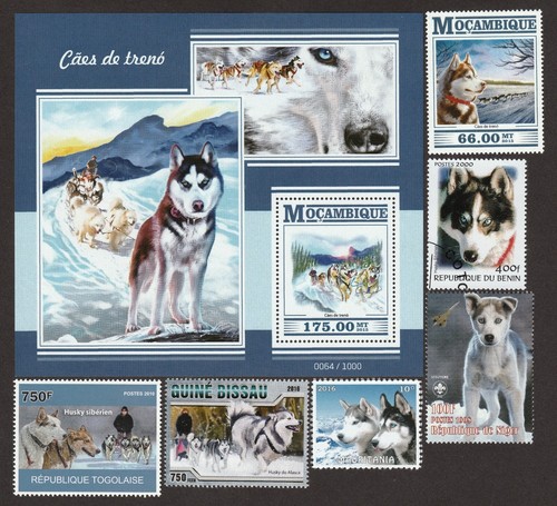 Siberian husky collezione - husky, **