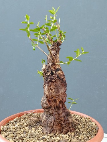 Bonsai olivastro 30x20cm - bonsai,
