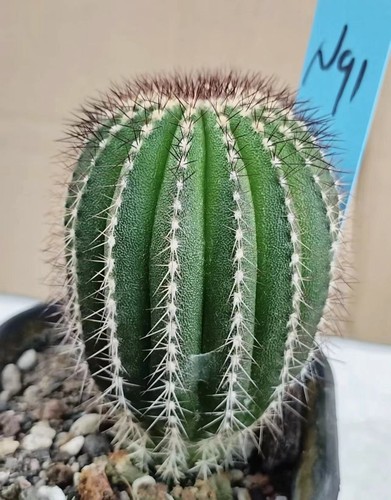 Uebelmannia pectinifera - 4,6, cm