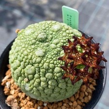 Pseudolithos migiurtinus