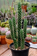 Cylindropuntia Subulata cactus