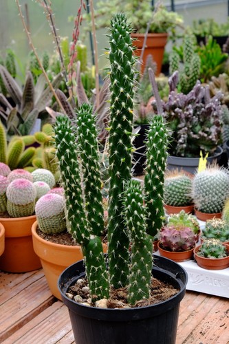 Cylindropuntia subulata cactus - cylindropuntia,