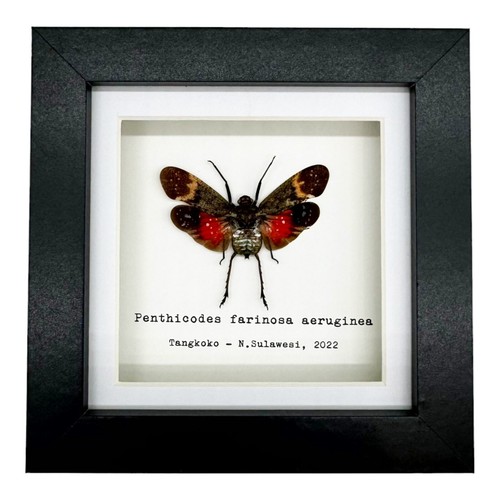 Red spotted lantern fly - spotted,