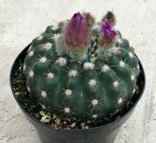 Notocactus Uebelmannia, viene fornito in un vaso da 3,5"