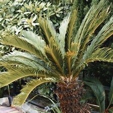 Pianta Chamaerops Humilis