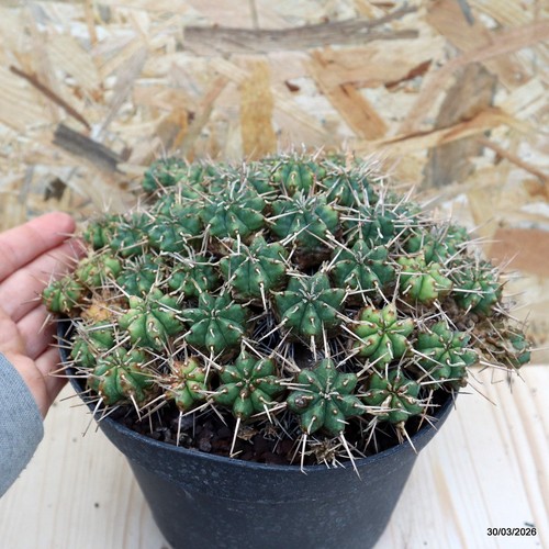 Euphorbia meloformis vaso - vaso, 18