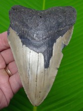 DENTE DI SQUALO MEGALODONTE 5,05” vero fossile no restauri denti di squalo