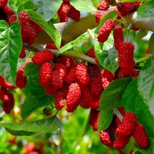 PIANTA DA FRUTTO GELSO ROSSO