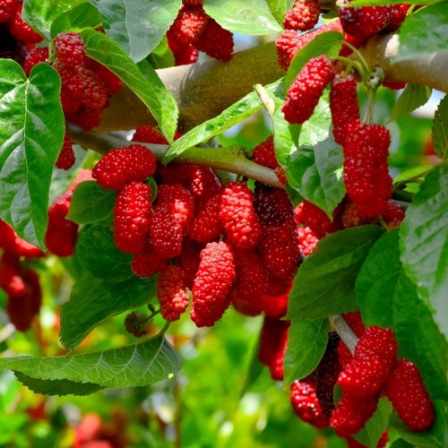 Pianta frutto gelso - frutto, rosso