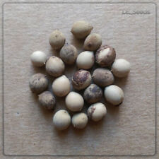 20 semi di palma Licuala