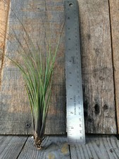 Tillandsia juncea air plant - tillandsia,