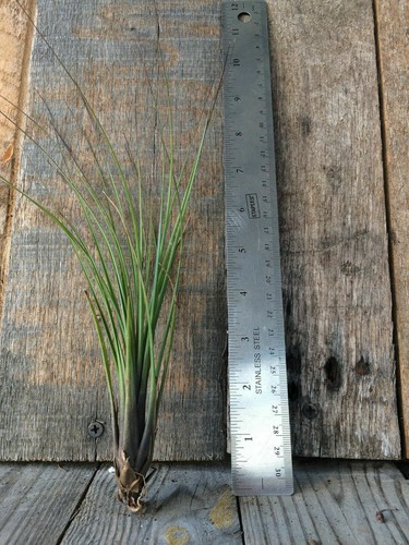 Tillandsia juncea air plant - -,