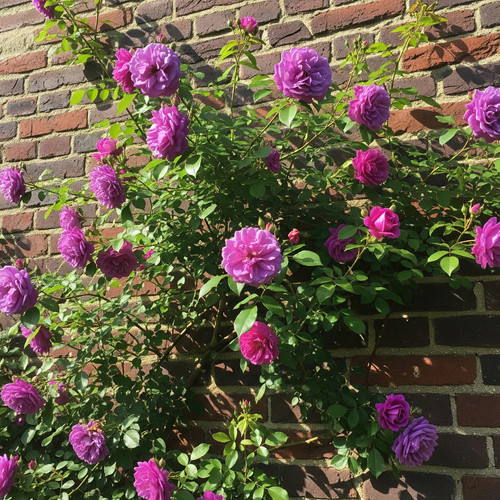 Rosa rampicante viola 30 - rosa,
