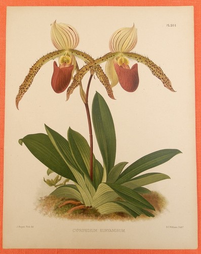 Cypripedium euryandrum pianta - cypripedium,