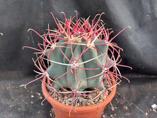 FEROCACTUS COVILLEI CACTUS PIANTE GRASSE AGAVE SUCCULENTE 221