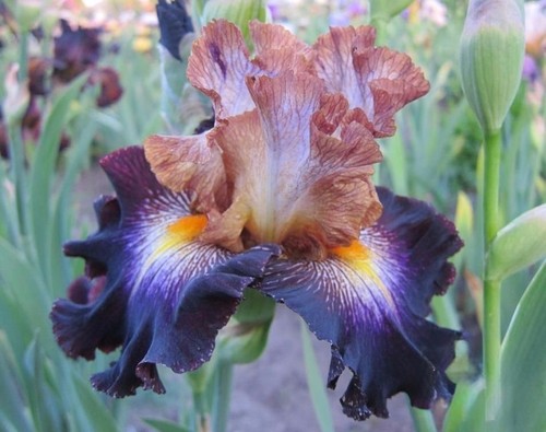 Iris mixed signals - 'mixed, signals'
