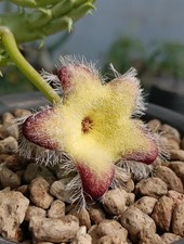 Tridentea marientalensis No