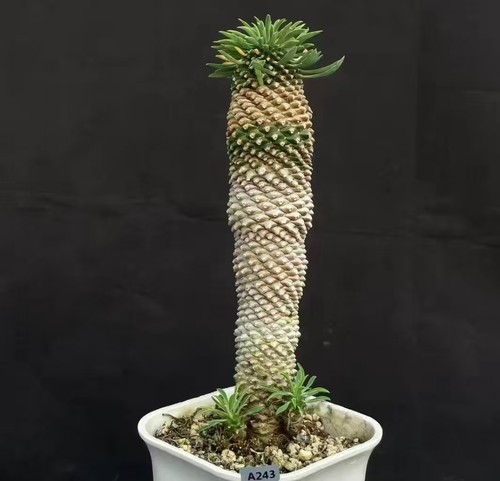 Rara pianta cactus - pianta, di