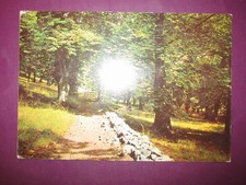 CARTOLINA ROCCAMONFINA PROVINCIA CASERTA : INCANTEVOLI BOSCHI