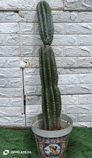 CACTUS CEREUS