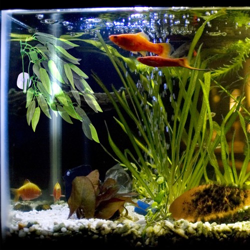Supporti ventosa acquario - a,