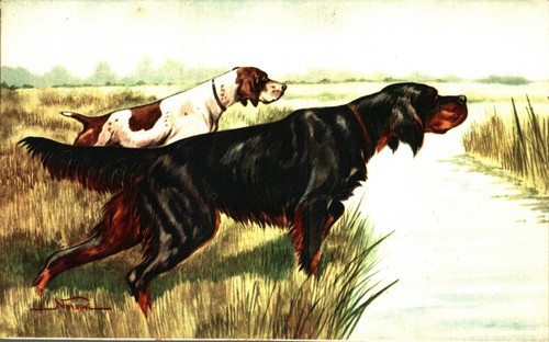 Norfini cane caccia - norfini,
