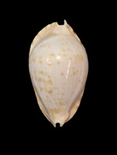 Conchiglia Shell Cypraea ZOILA