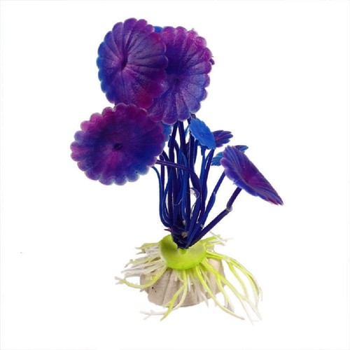 Pianta cm piantina - pianta, 11,5