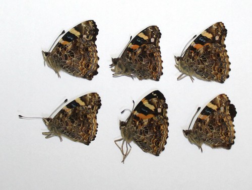 Nymphalidae x vanessa - nymphalidae., 6