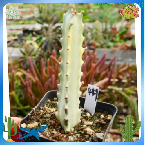 3pcs 12cm euphorbia - 3pcs,