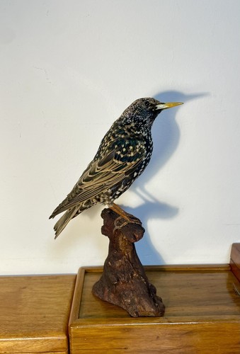 Taxidermy cabinet de - taxidermy,,