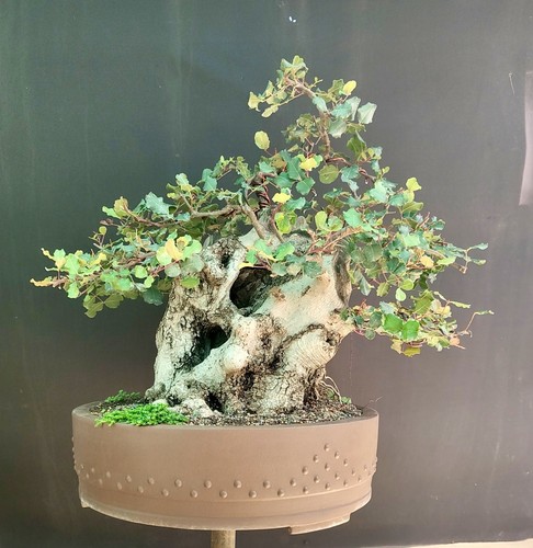 Pre bonsai esemplare - pre,