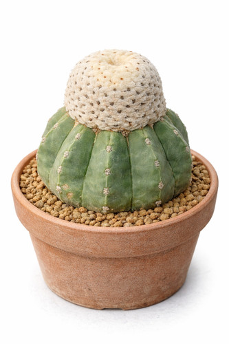 Melocactus maxonii var