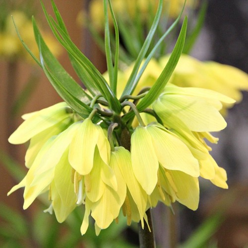 Bulbi fiori cipolle - cipolle,