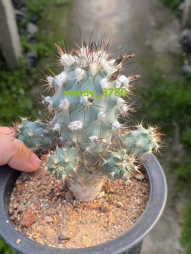 Vecchio turbinicarpus - vecchio,