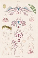 Metamorfosi VII Anfibi