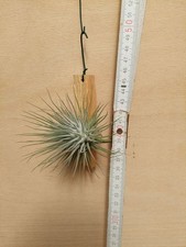 Tillandsia fucsii var - .,