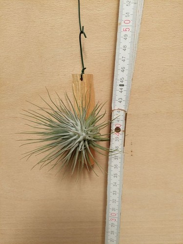 Tillandsia fucsii var - fucsii, var.