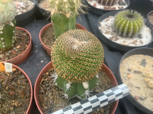 369 mammillaria crucigera - mammillaria,