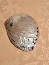 Grande conchiglia madreperla Haliotis? mm 130 circa