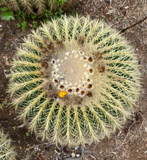 ECHINOCACTUS GRUSONII - PIANTA DA GIARDINO - CIRCONFERENZA 190 - DIAM 53 H 40 CM