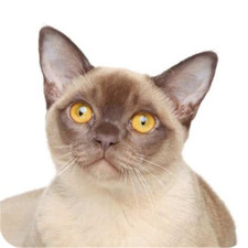 Confezione da 6 sottobicchieri