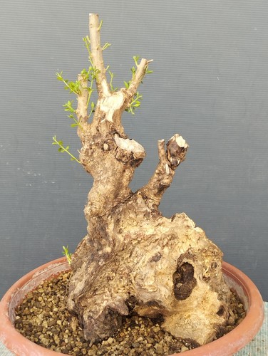 Bonsai olivastro 30x20cm - bonsai,