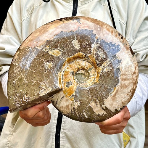 Raro esemplare fossile - , di