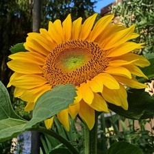 Girasole Gigante – 30 Semi – Raro, Alta Germinabilità, Fiori Grandi, Pianta Orna